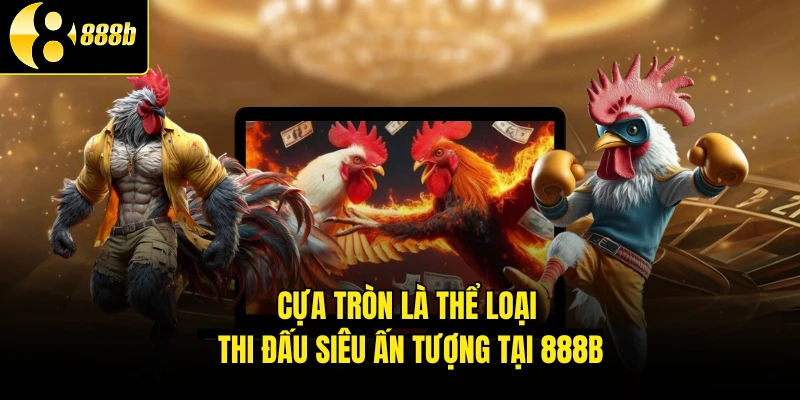 Cựa tròn là thể loại thi đấu siêu ấn tượng tại 888B