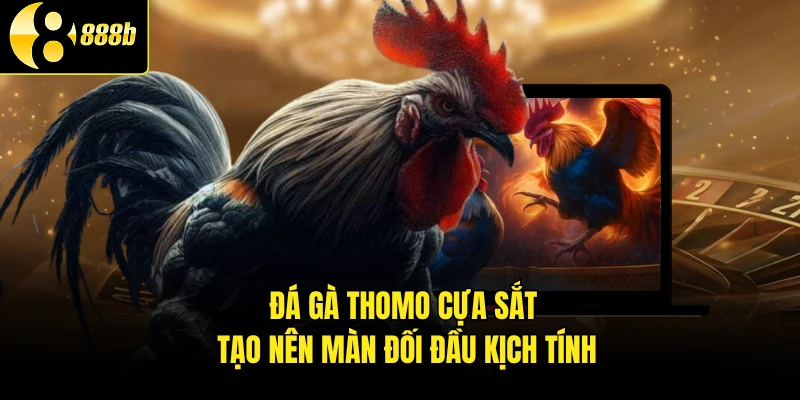 Đá gà thomo cựa sắt tạo nên màn đối đầu kịch tính