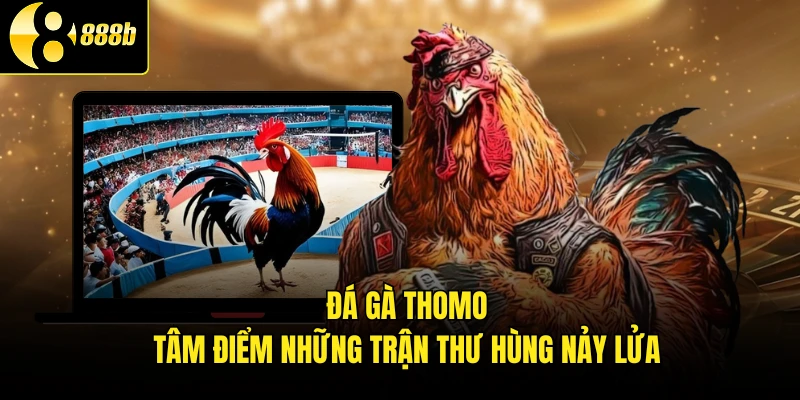 Đá Gà Thomo - Tâm Điểm Những Trận Thư Hùng Nảy Lửa