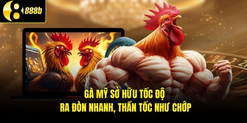 Gà Mỹ sở hữu tốc độ ra đòn nhanh, thần tốc như chớp