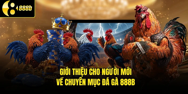 Giới thiệu cho người mới về chuyên mục đá gà 888B