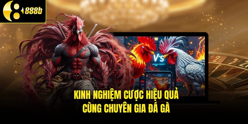 Kinh nghiệm cược hiệu quả cùng chuyên gia đá gà